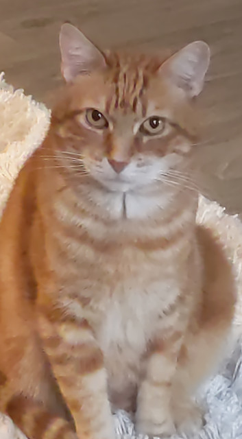 oskar