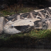 Vipere du Gabon