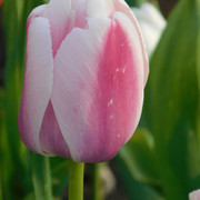 DSCN2577