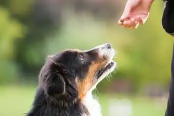 Are Omega Fatty Acid Supplements Beneficial for Your Canine Companion?