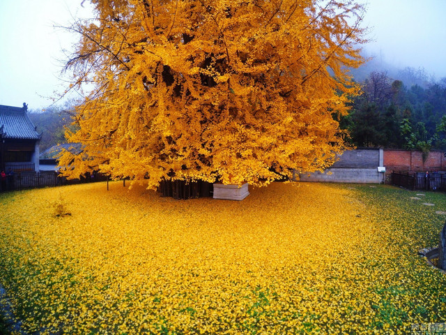 gingko-02