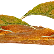 Leaves08