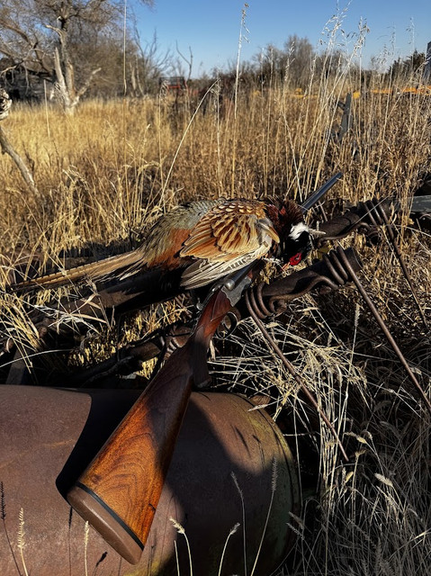 pheasant16