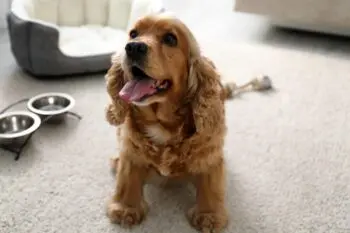 Best Pill Pockets for Cocker Spaniels