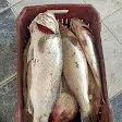 صورة اسماك البردويل