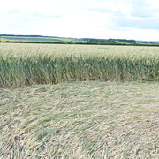 DSC-7004