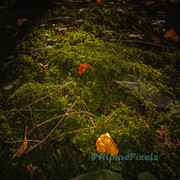 20231011-Alpine-Pixels-47