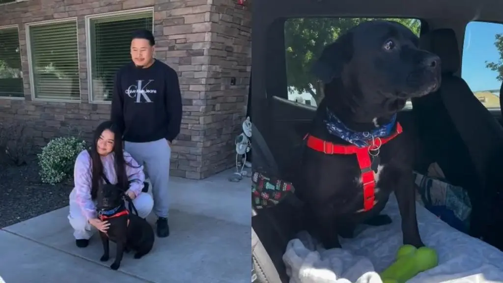 Shelter Dog Reunited with Forever Family