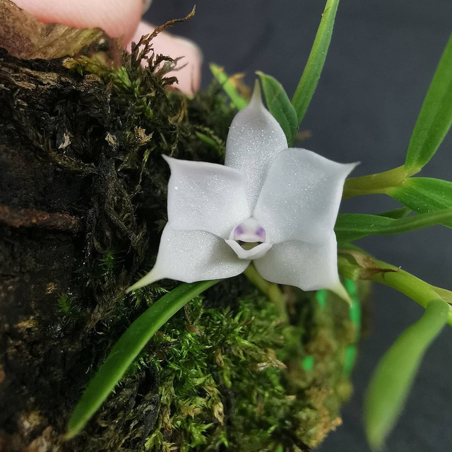 Dendrobium-subuliferum