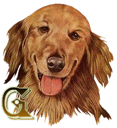 g.gif
