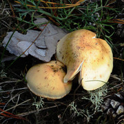 IMG-0410
