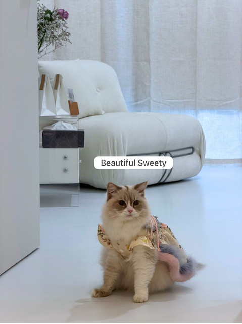 Sweety - Our Salon Kitty