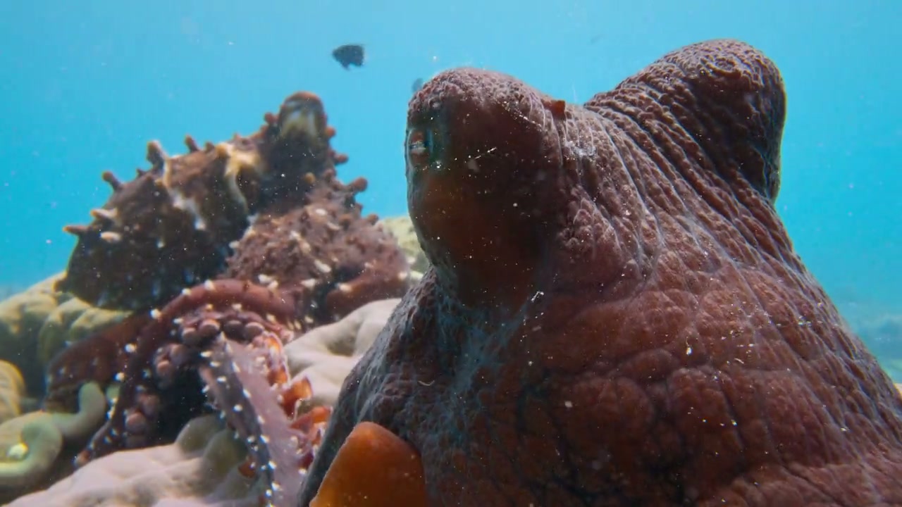 Secrets of the Octopus Screenshot
