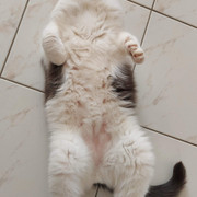 https://i.ibb.co/Mf5FQw1/20201127-101822-2.jpg