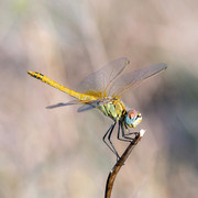 P8194998