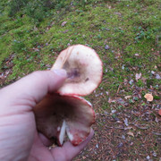 IMG-0741