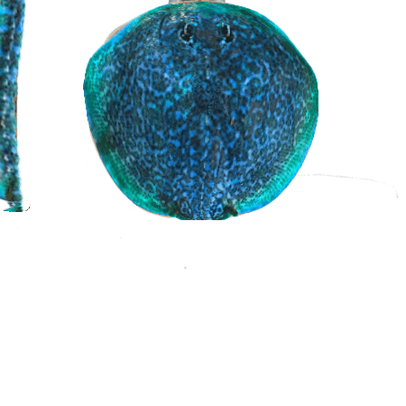 mantaraya2.png