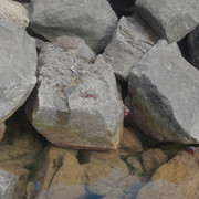 DSCF8633