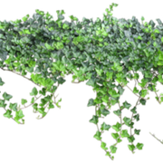 ivy