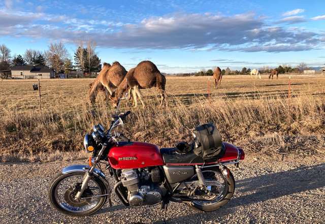 camels 1.jpg