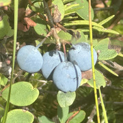IMG 4600