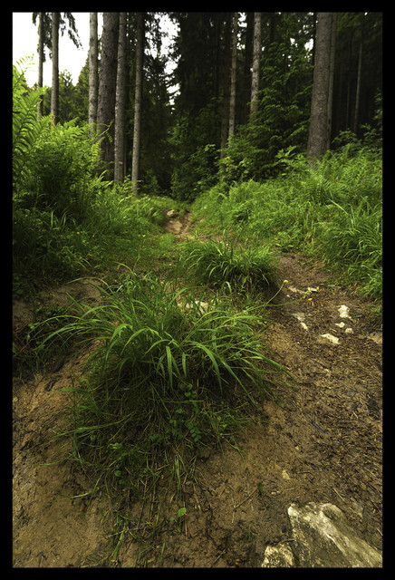 Green V 2048px.jpg