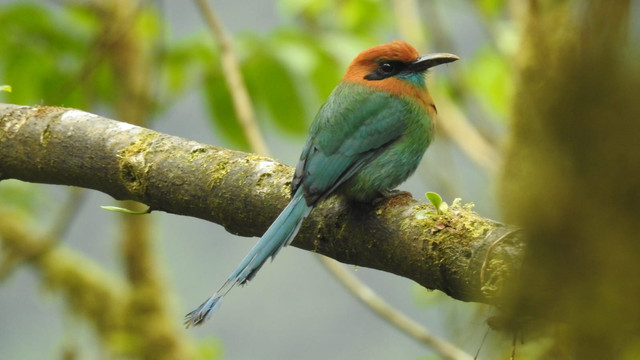 Birdwatching tour - Privado
