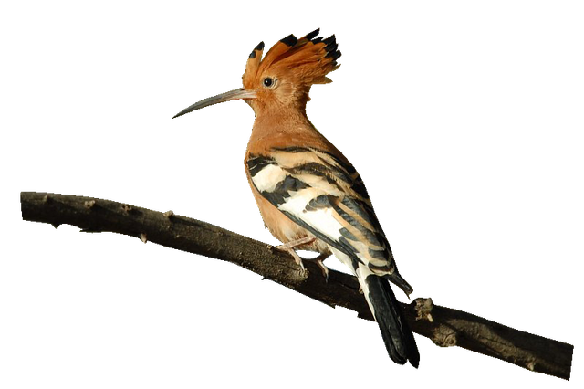 africanhoopoe1