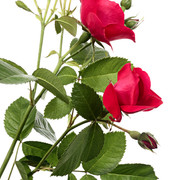 shutterstock 142183408