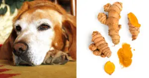 7 Reasons to Give Your Older Dog Turmeric