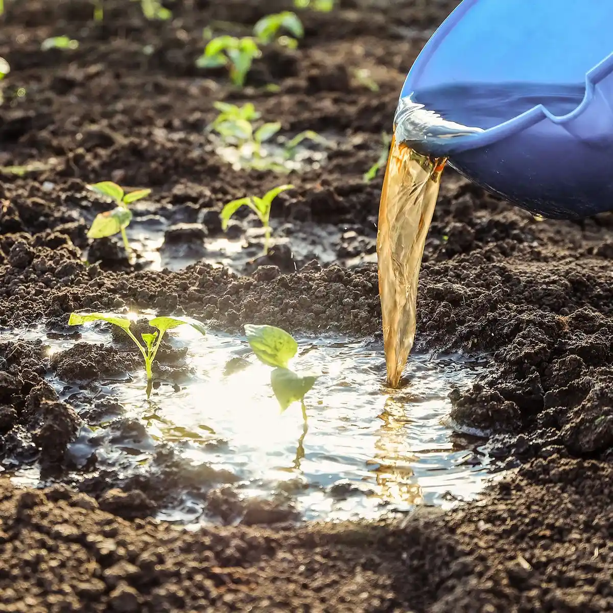 Îmbunătățirea plantelor cu ceaiul de compost homemade