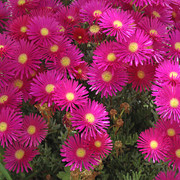 IMG-8267