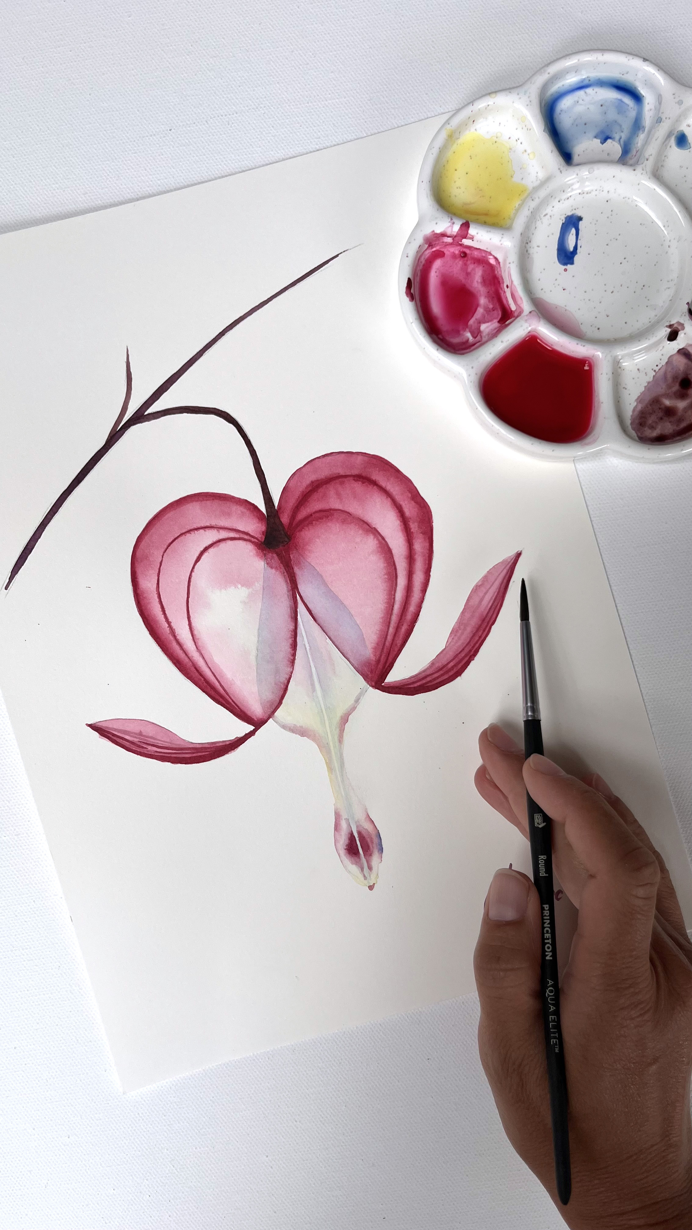 Bleeding heart 1