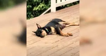 A Mother Dog’s Unexpectedly Large Family