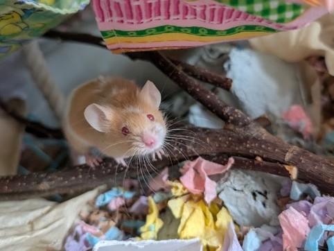 Marmalade