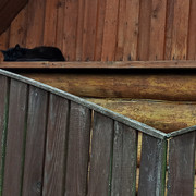 0820-cat-2