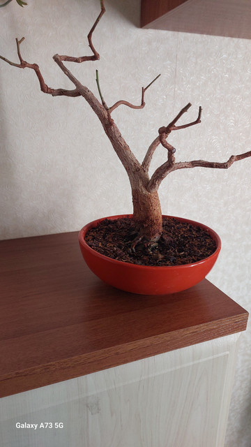 F religiosa