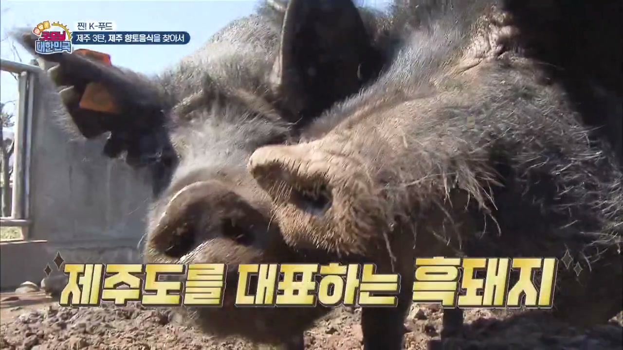 굿모닝대한민국 제주흑돼지 캡처
