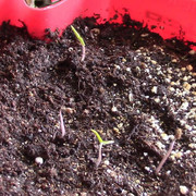 tomatoes sprouting s