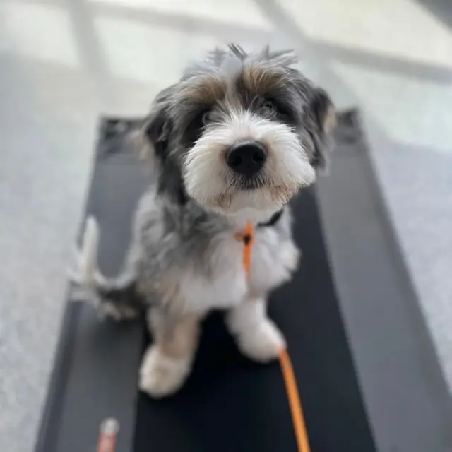 Dog and trainer at Meadow Ridge Pet Lodge in Rapid City