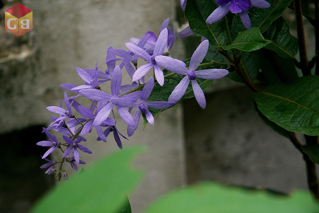 IMG 9650