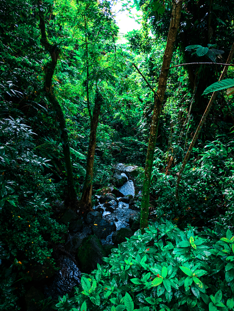 Forest