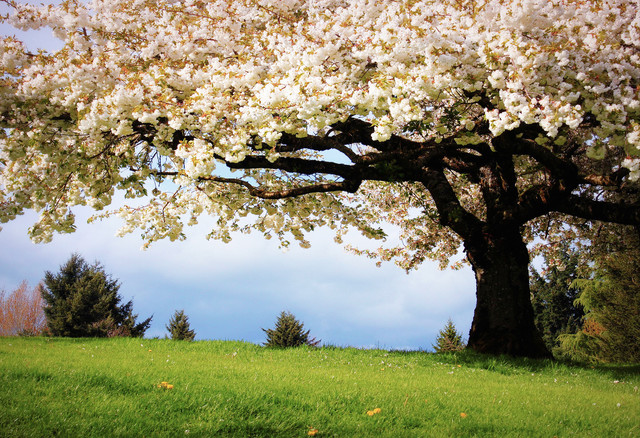 spring-041