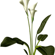 lilywhite
