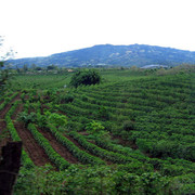 Coffee-Plantation3