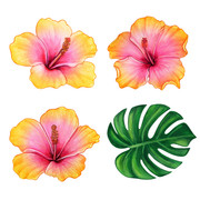 hibiscus 01