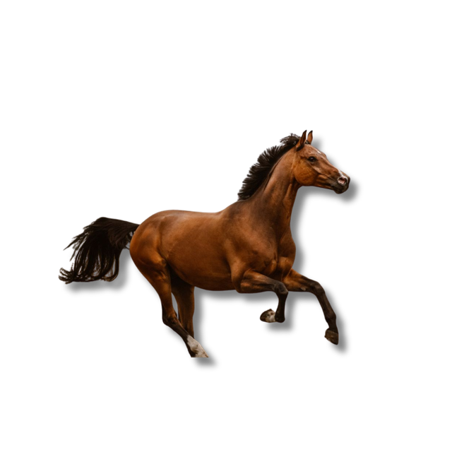 Balade à cheval