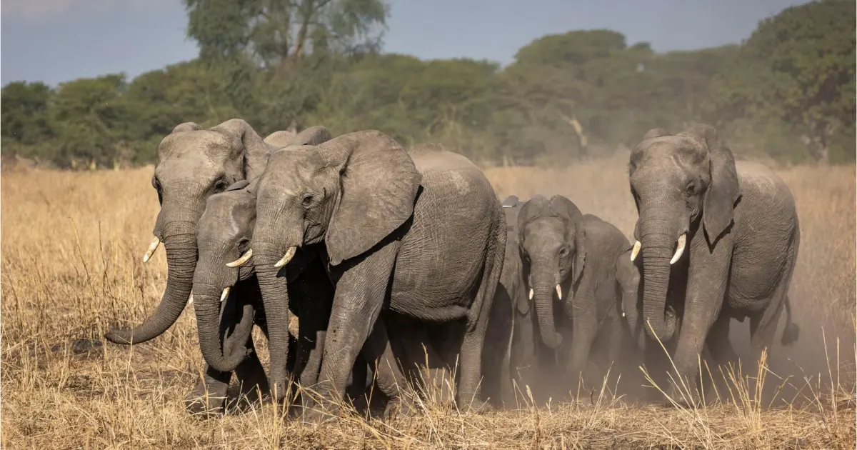 Mister în Kenya: 15 elefanți au murit inexplicabil în Amboseli