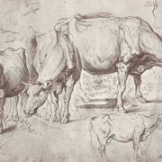 Cows 1620