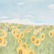 sunflowers